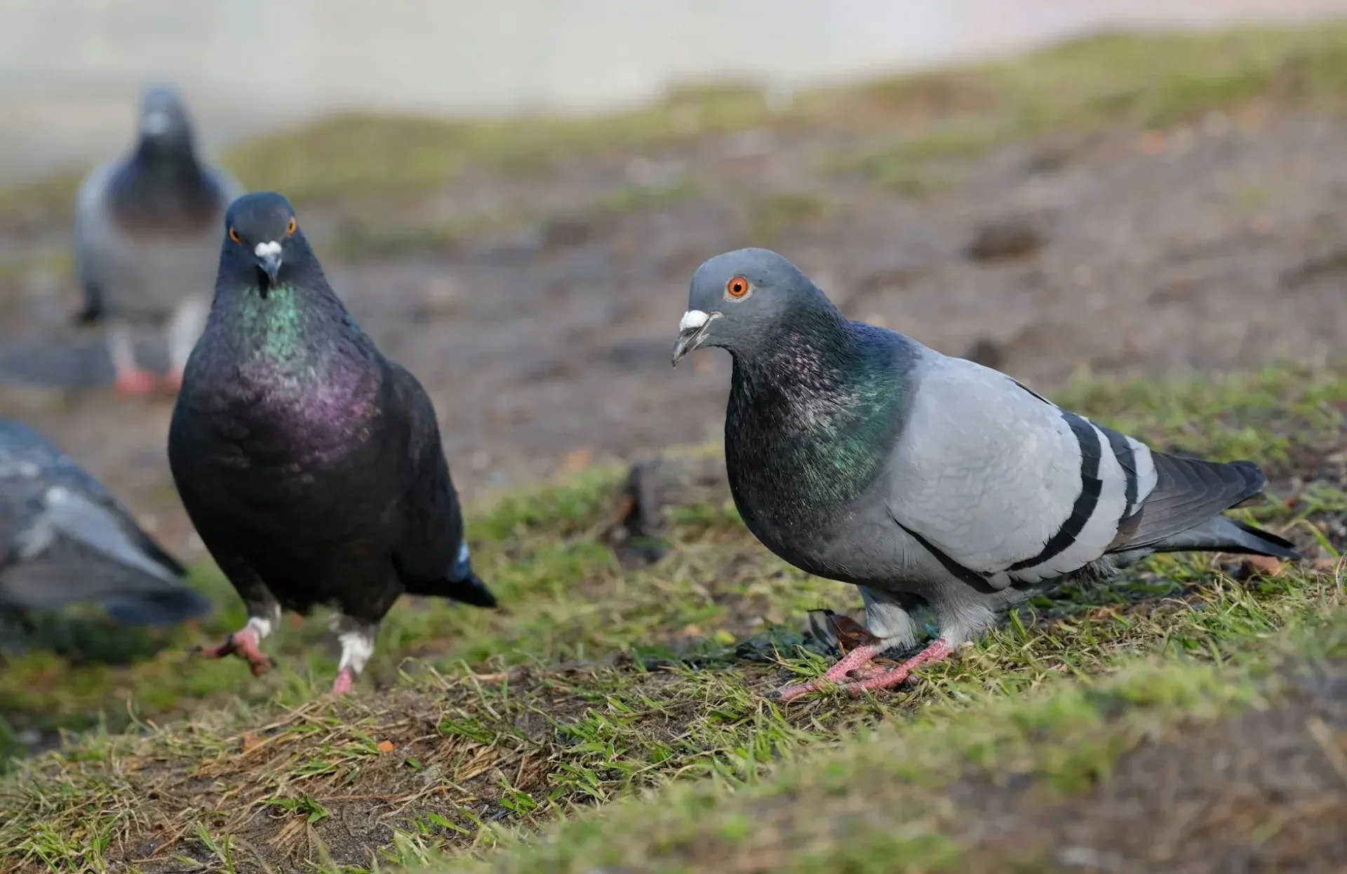 Wywrotek suwalski w locie — kozyłki w powietrzu