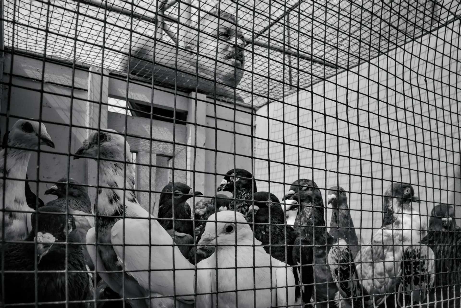 Wywrotek suwalski w locie — kozyłki w powietrzu