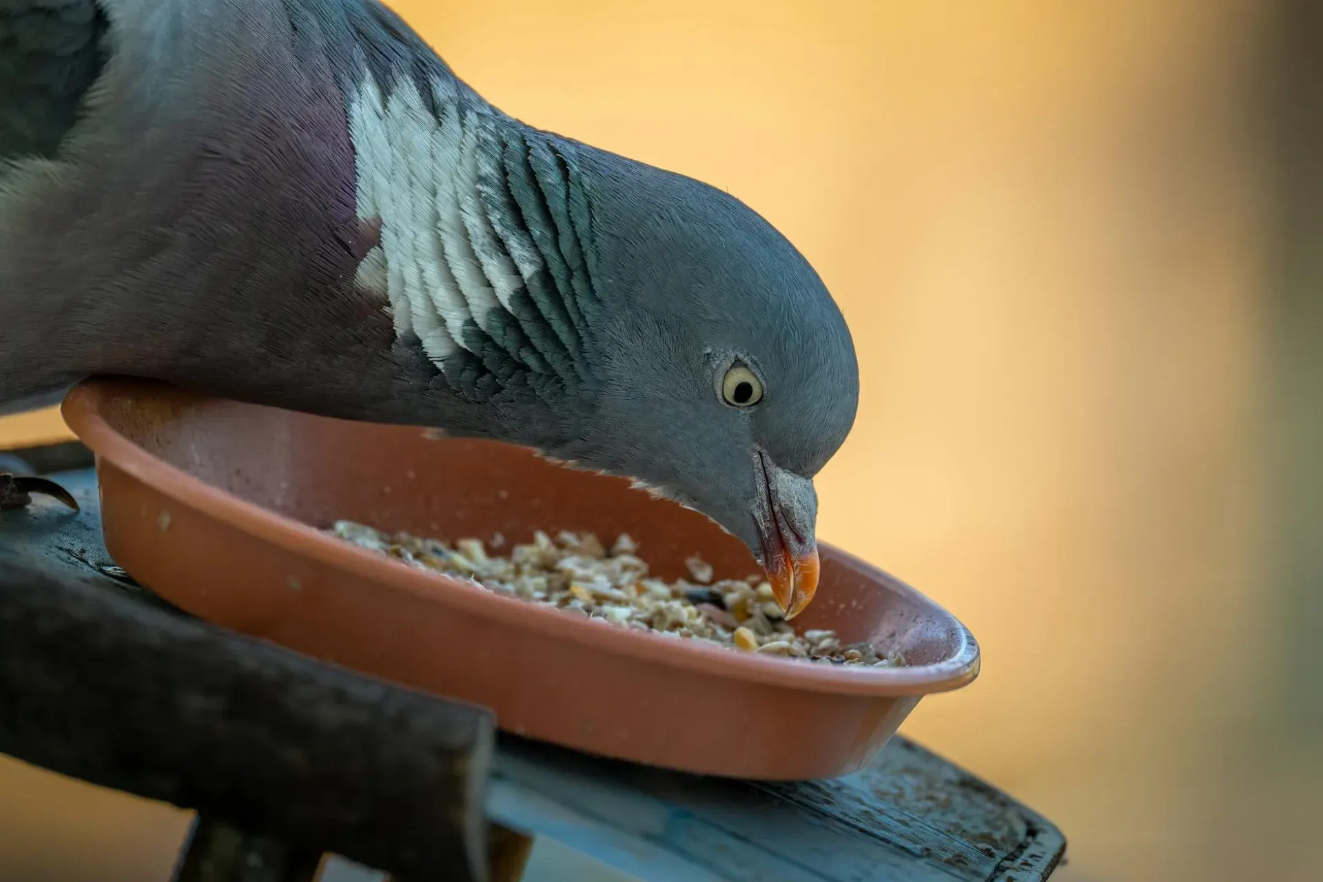 Wywrotek suwalski w locie — kozyłki w powietrzu