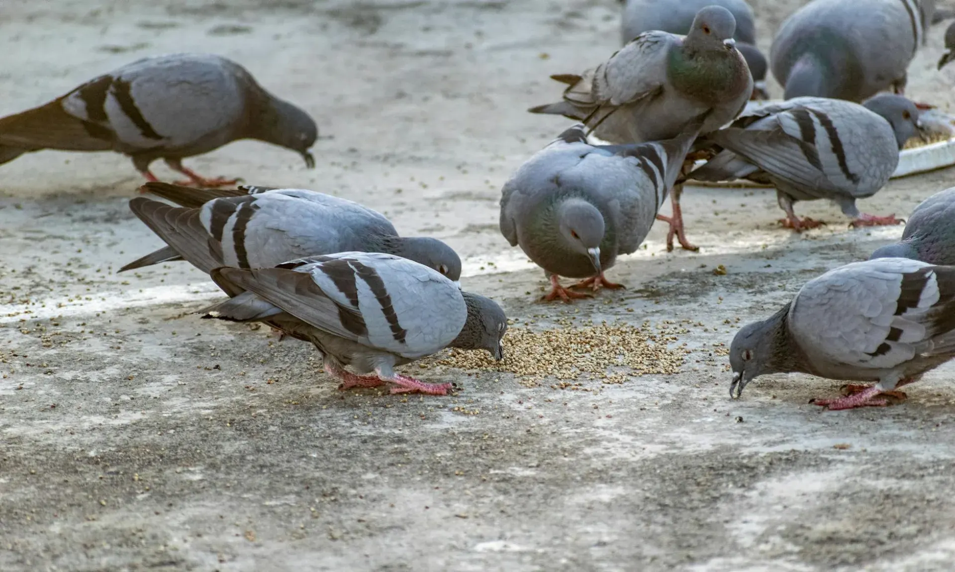 Wywrotek suwalski w locie — kozyłki w powietrzu